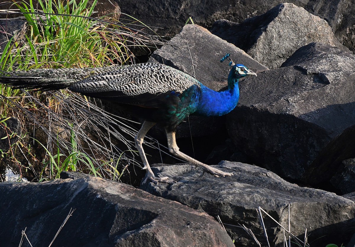 Indian Peafowl - mathew thekkethala