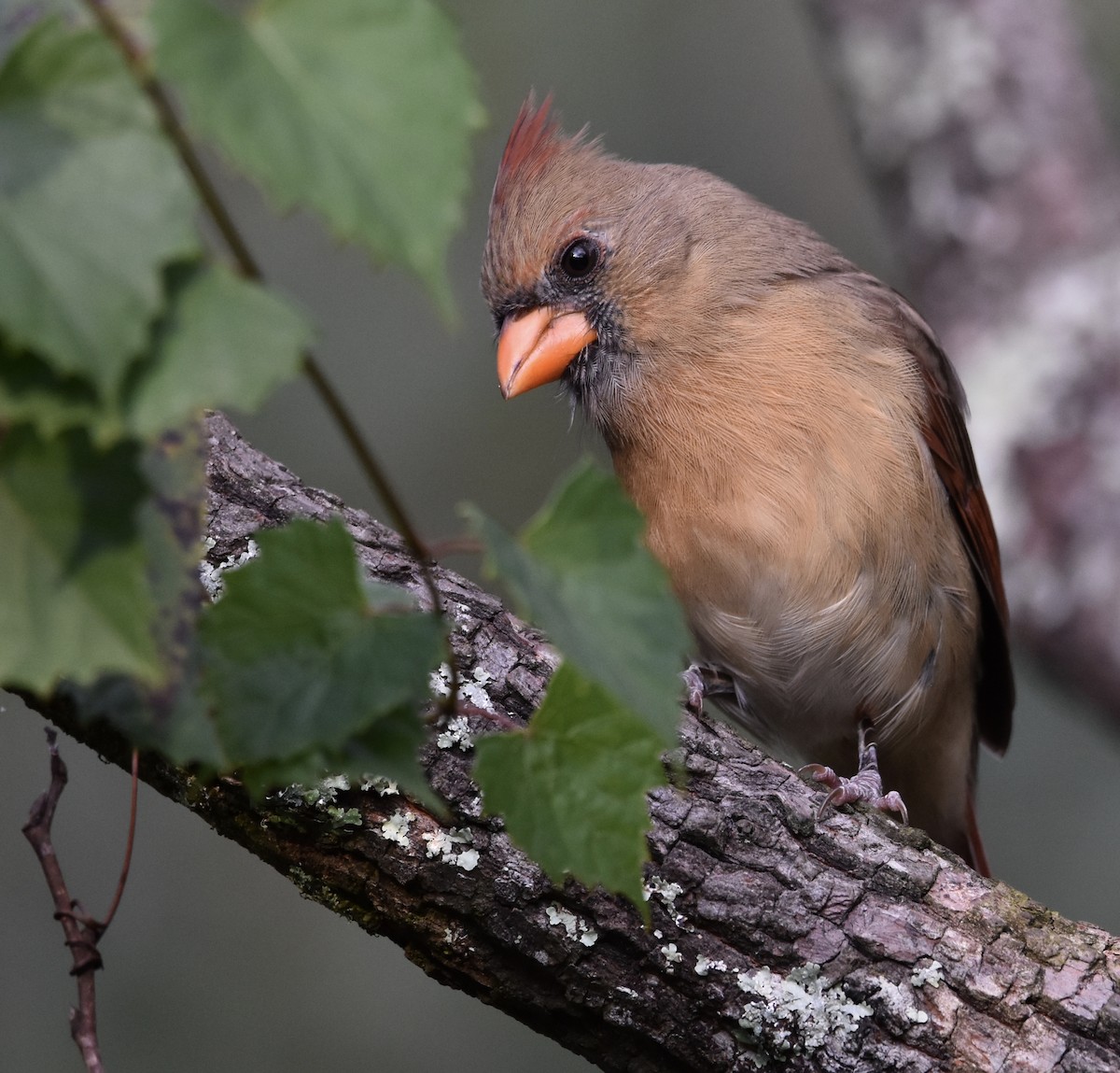 ショウジョウコウカンチョウ - ML623897224