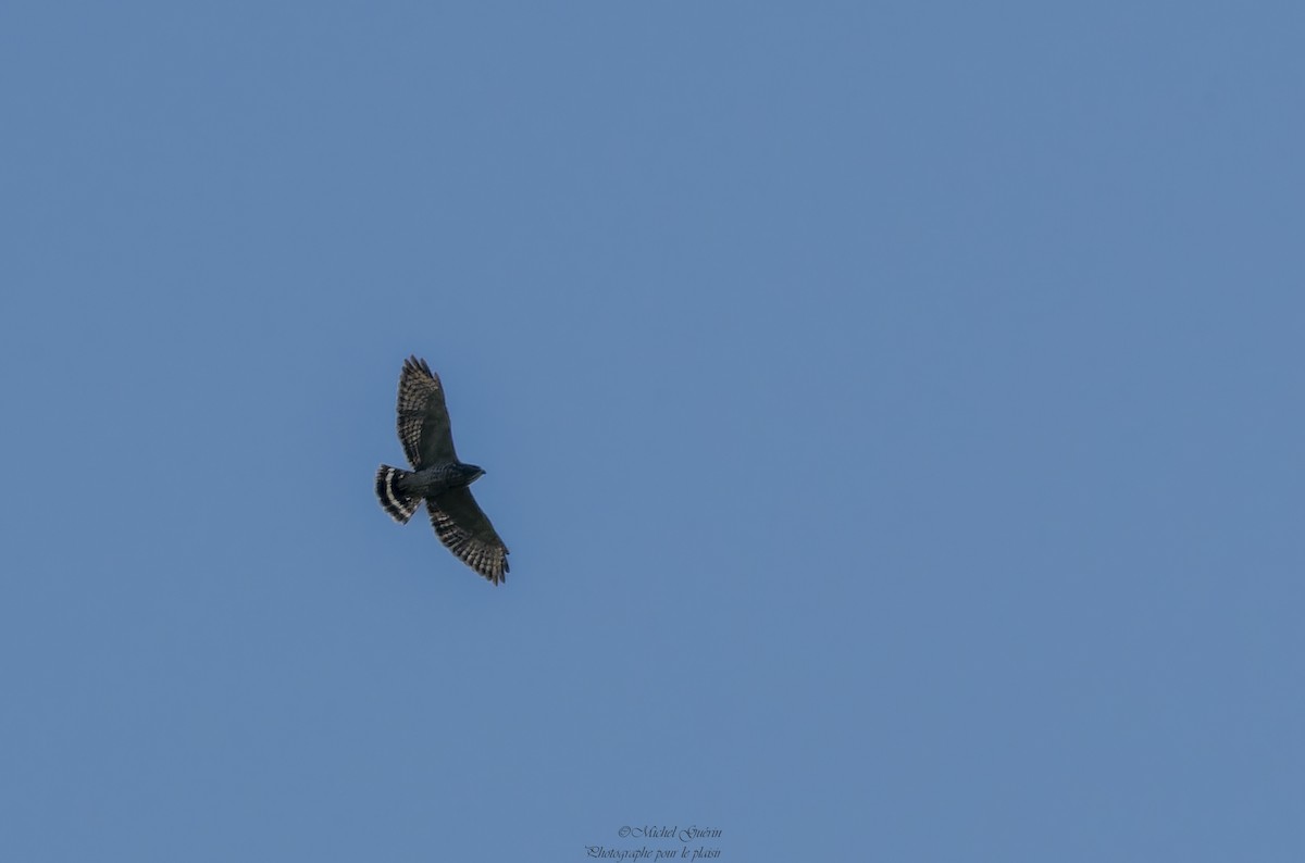 Broad-winged Hawk - Michel Guérin