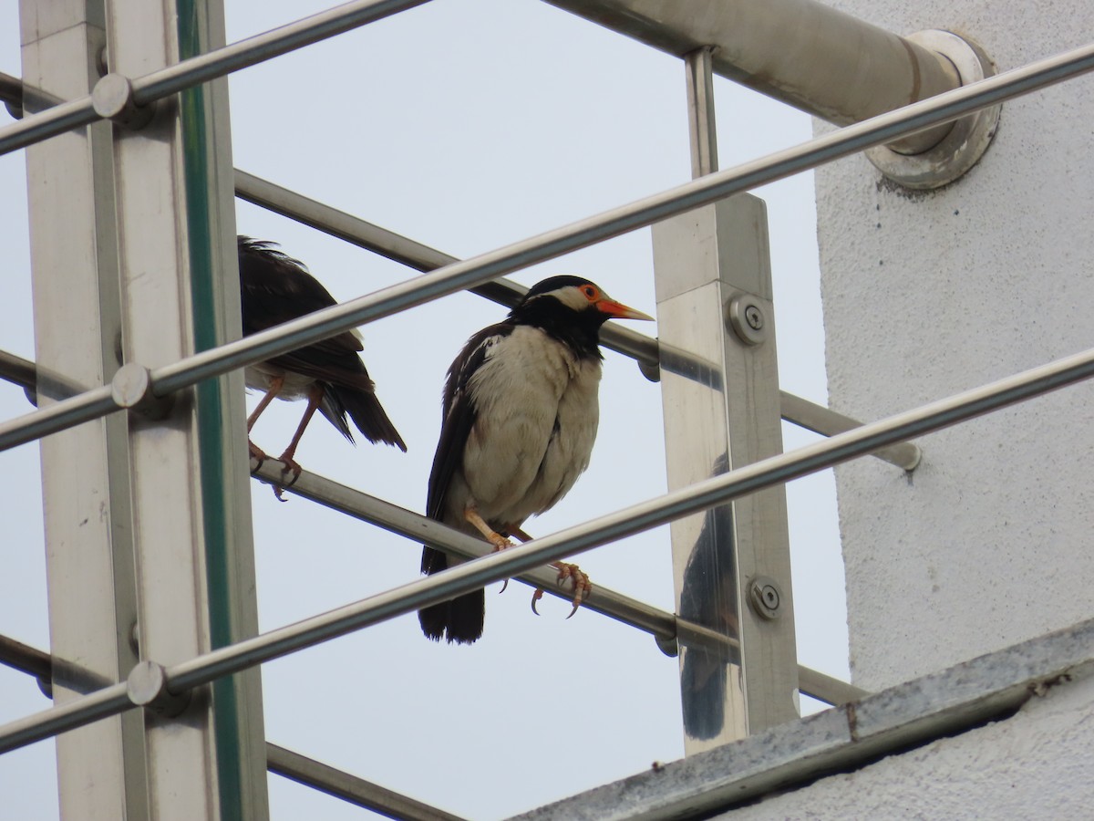 Indian Pied Starling - ML623897250