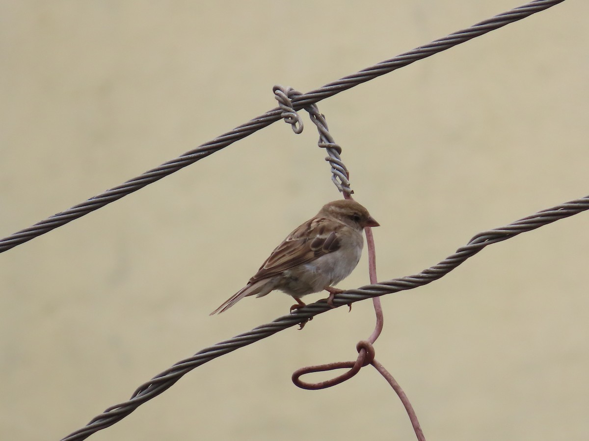 House Sparrow - ML623897258