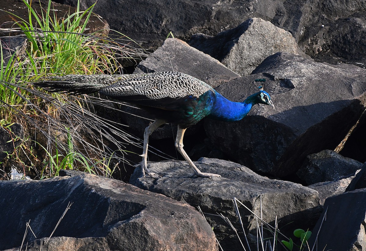 Indian Peafowl - ML623897260