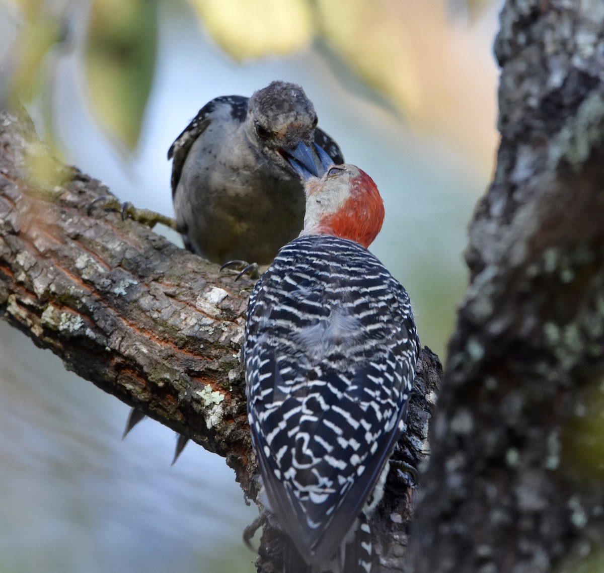 Red-bellied Woodpecker - ML623897276