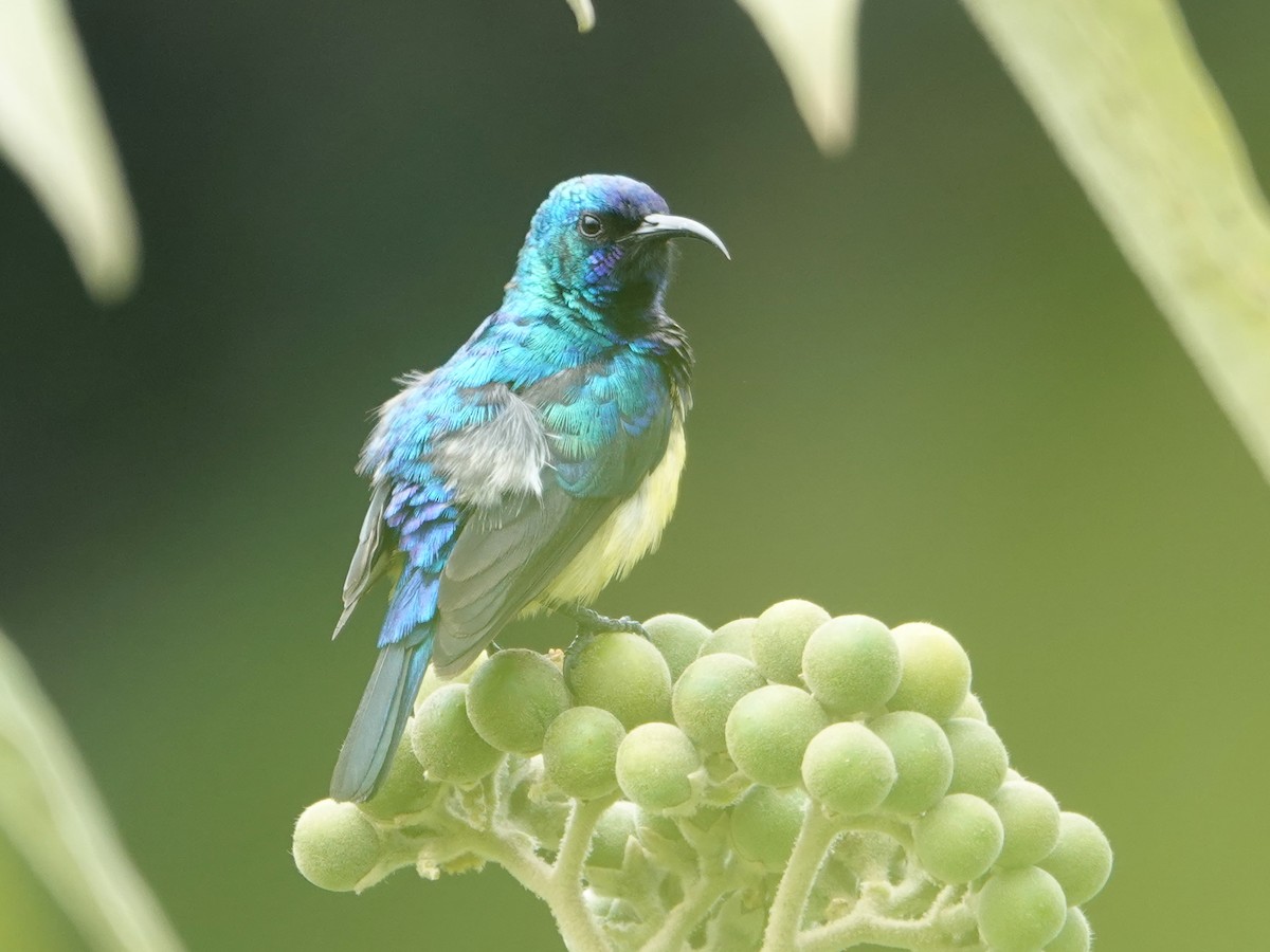 Variable Sunbird - ML623897279