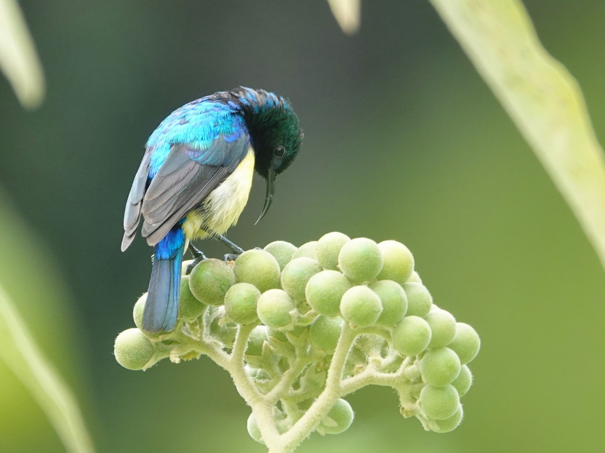 Variable Sunbird - ML623897280