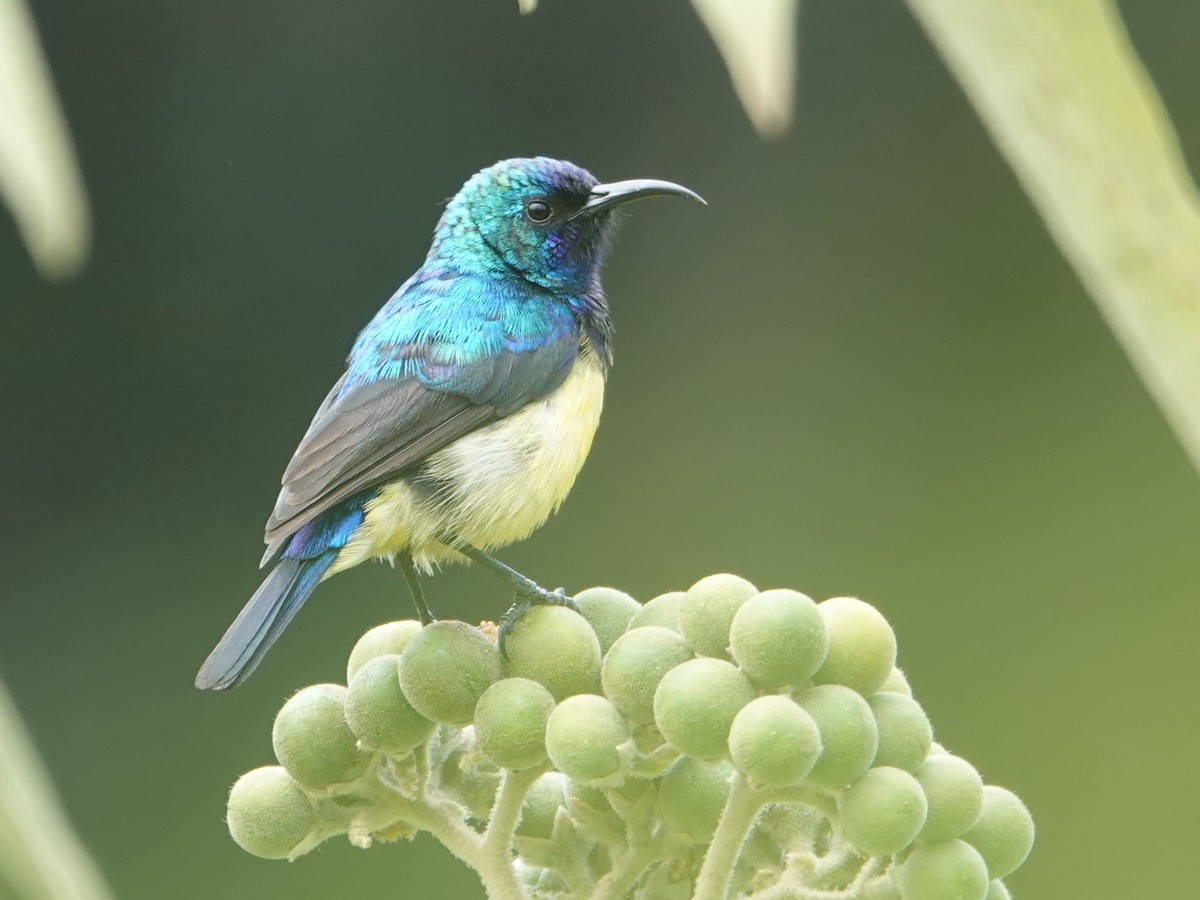 Variable Sunbird - ML623897281