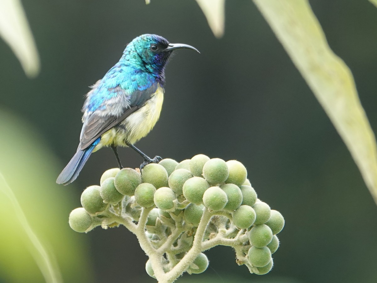 Variable Sunbird - ML623897282