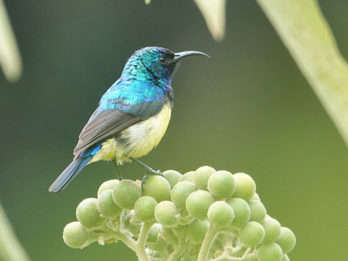 Variable Sunbird - ML623897283