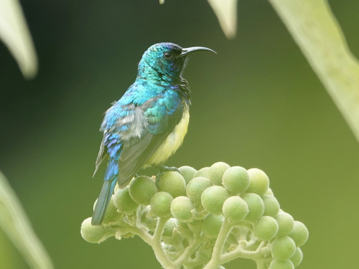 Variable Sunbird - ML623897284