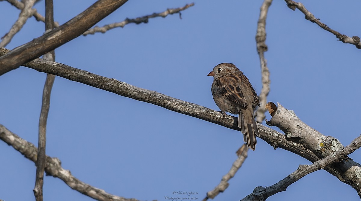 Field Sparrow - ML623897313