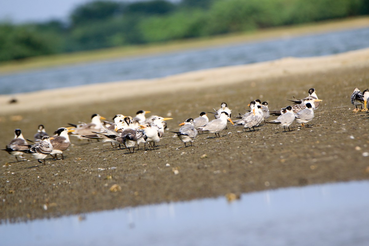 Great Crested Tern - ML623897315