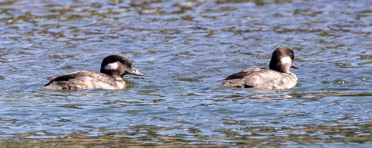 Bufflehead - ML623897321