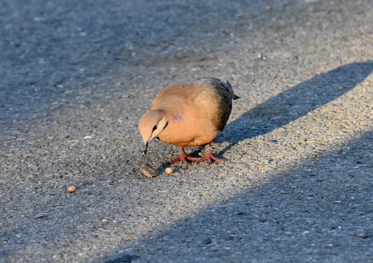 Zenaida Dove - ML623897323