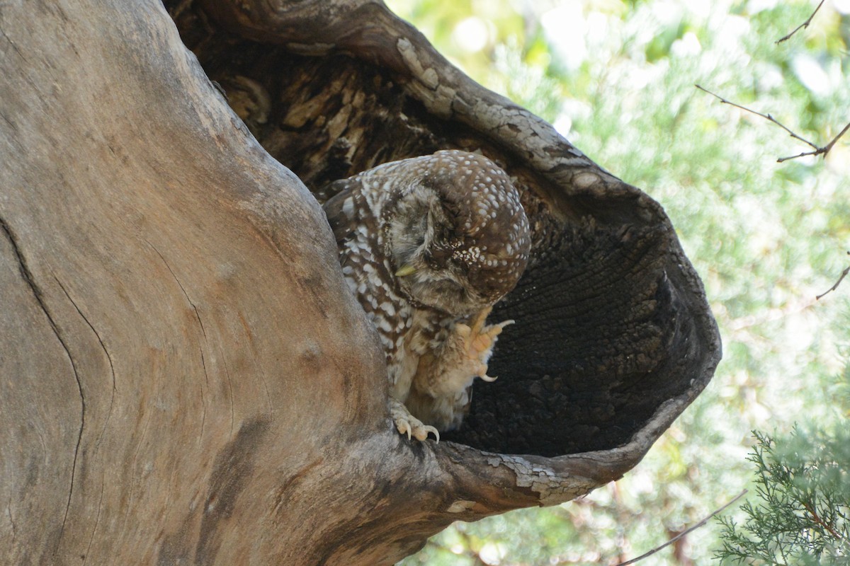 Spotted Owl (Mexican) - ML623897330