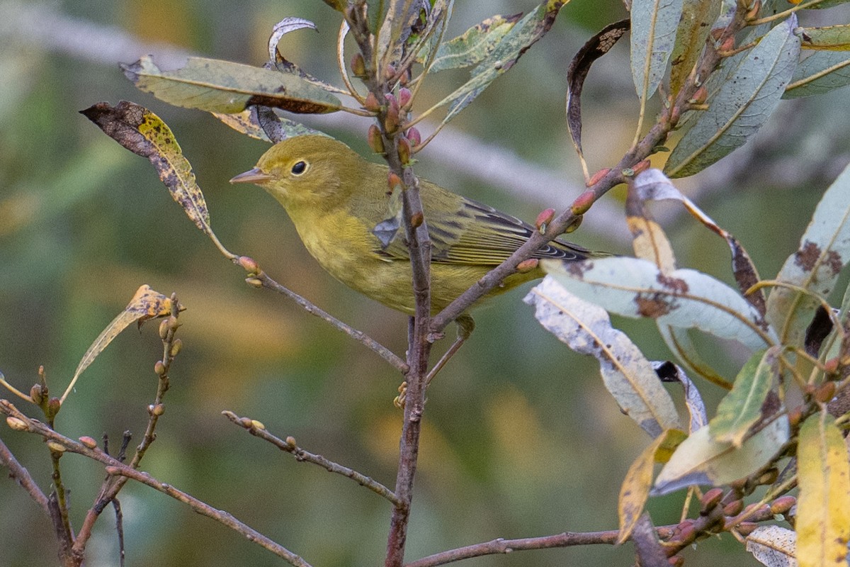 Yellow Warbler (Northern) - ML623897336