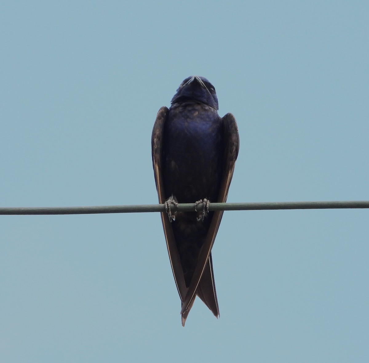 Purple Martin - ML623897352