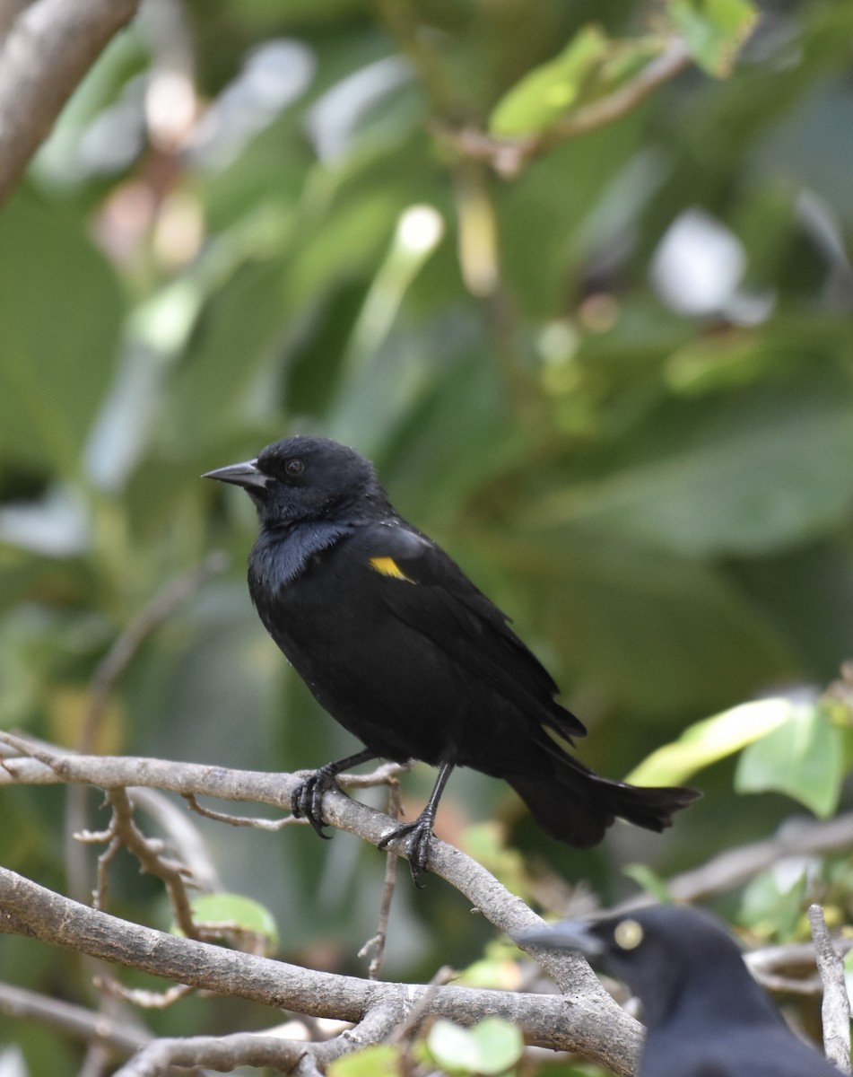 Yellow-shouldered Blackbird - ML623897353