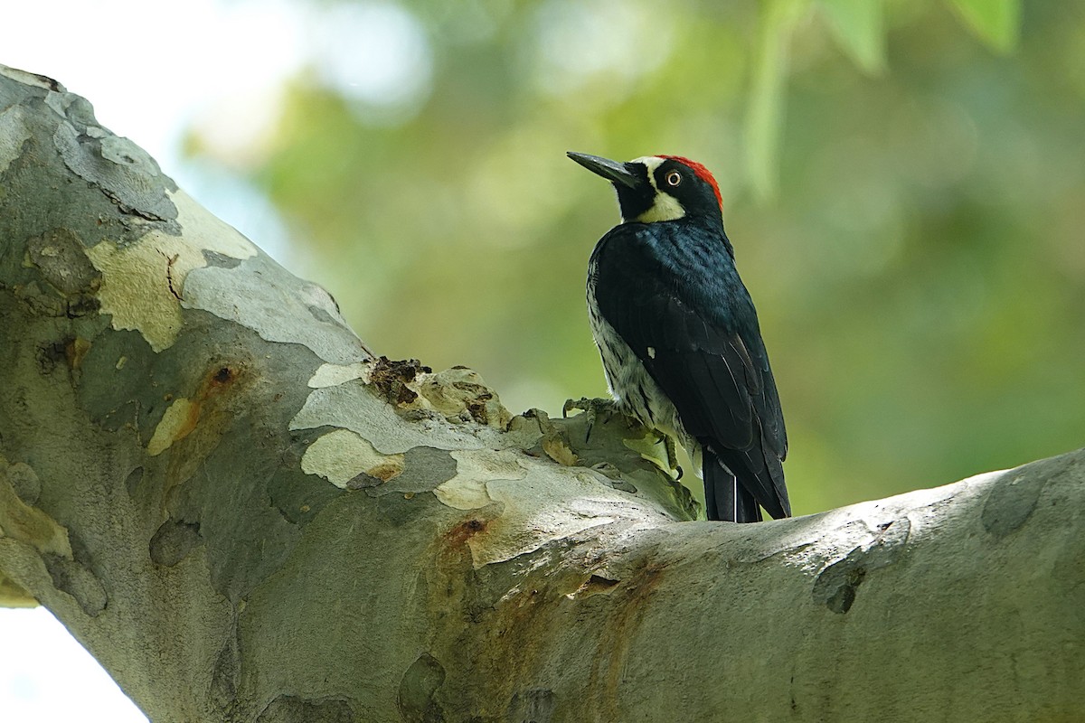 Acorn Woodpecker - ML623897362