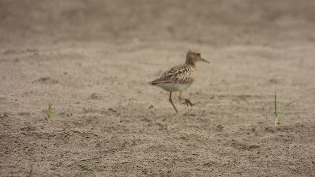 Buff-breasted Sandpiper - ML623897369