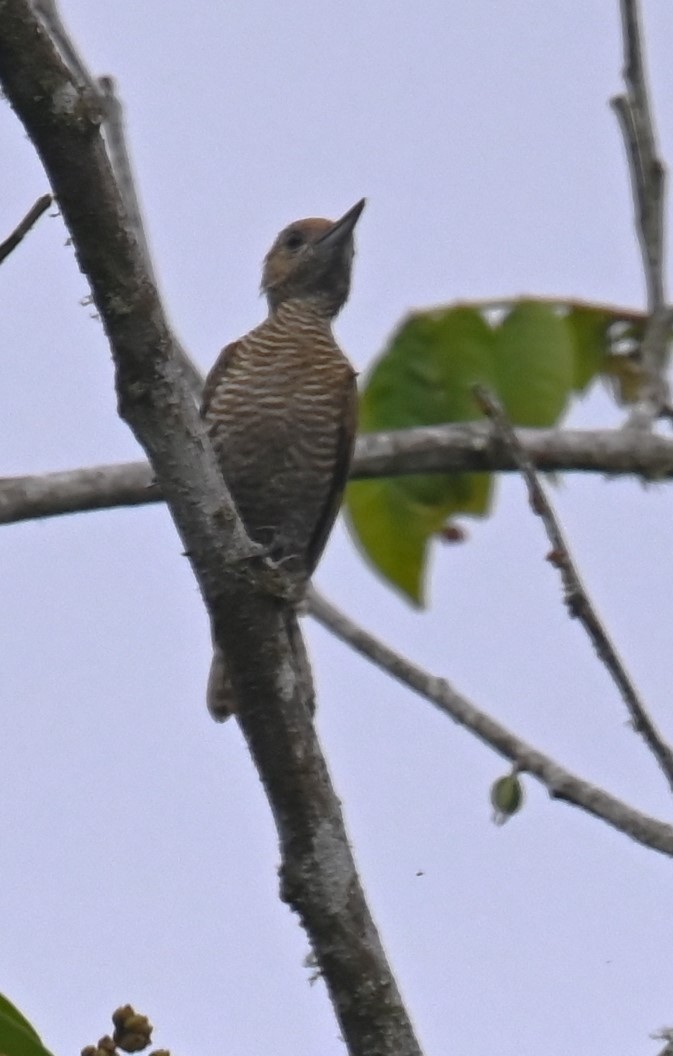 Little Woodpecker - ML623897415