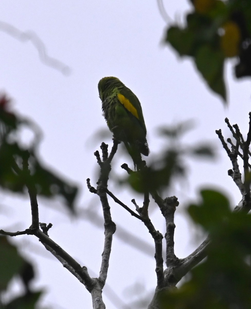 Yellow-chevroned Parakeet - ML623897423