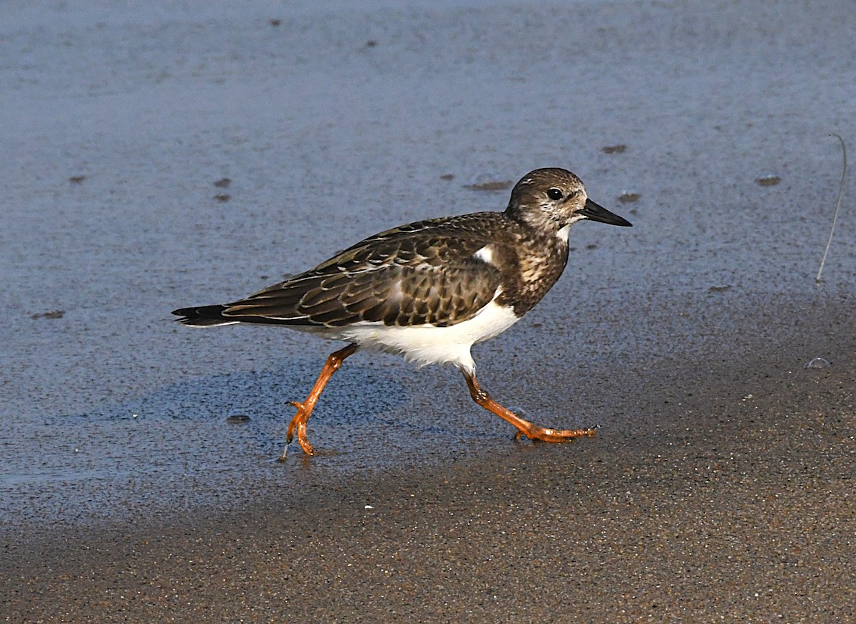 Ruddy Turnstone - ML623897424