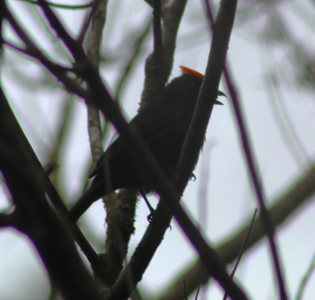 Flame-crested Tanager (Flame-crested) - Pedro Behne