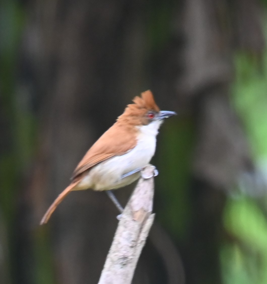 Great Antshrike - ML623897432