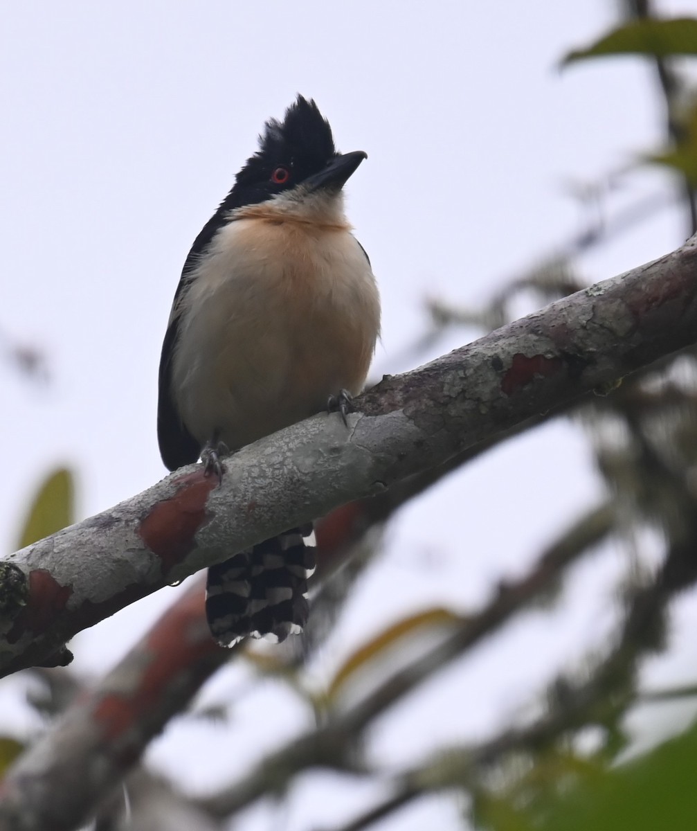 Great Antshrike - ML623897433