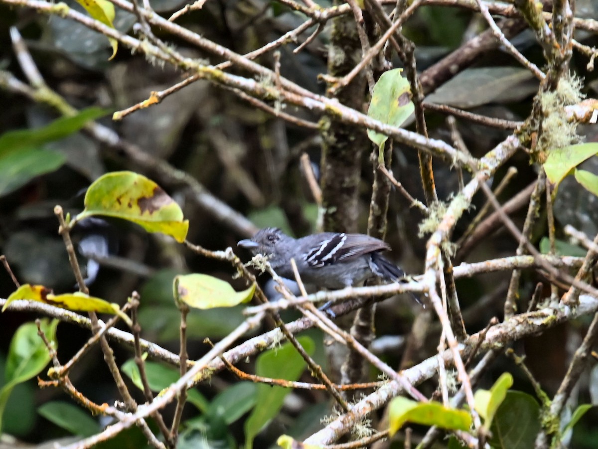 Variable Antshrike - ML623897437