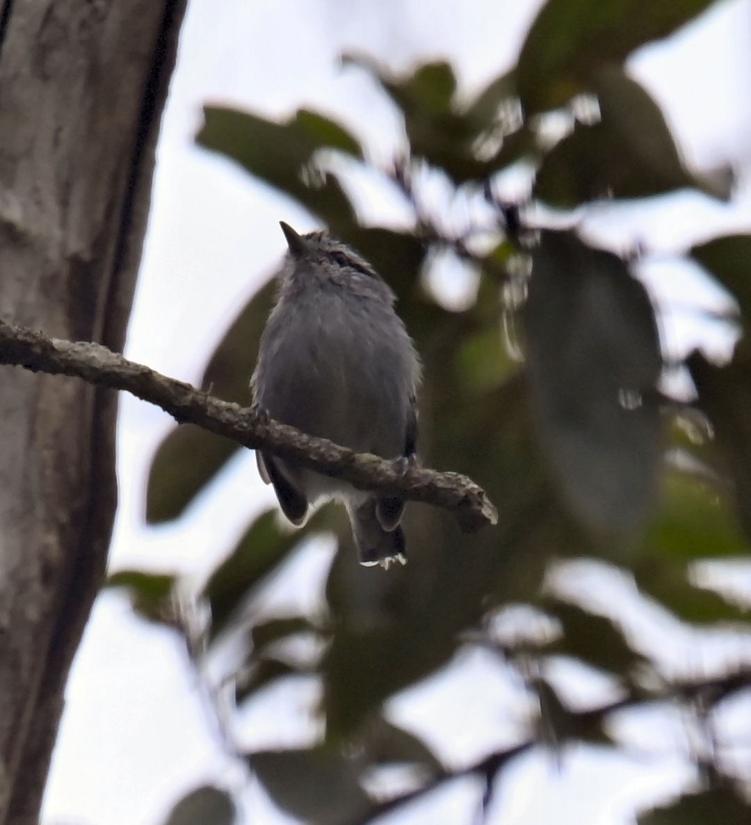 Black-capped Antwren - ML623897442