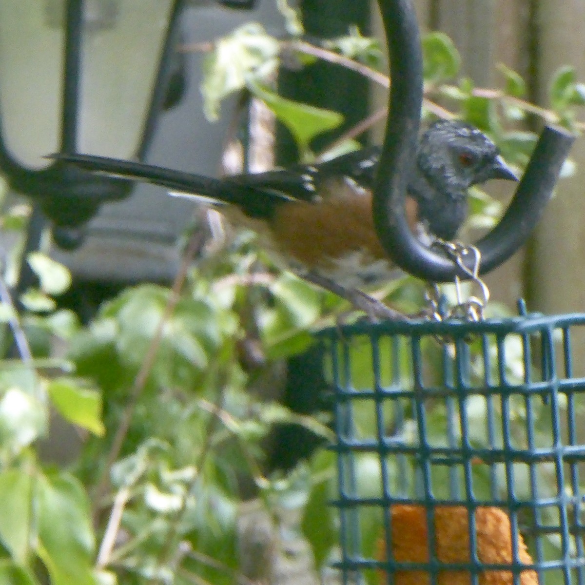 Spotted Towhee - Anonymous