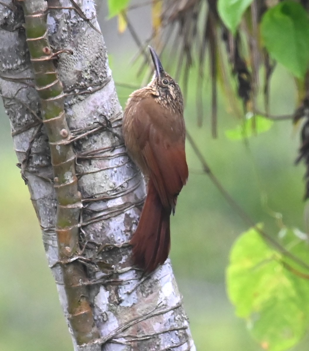 Planalto Woodcreeper - ML623897447