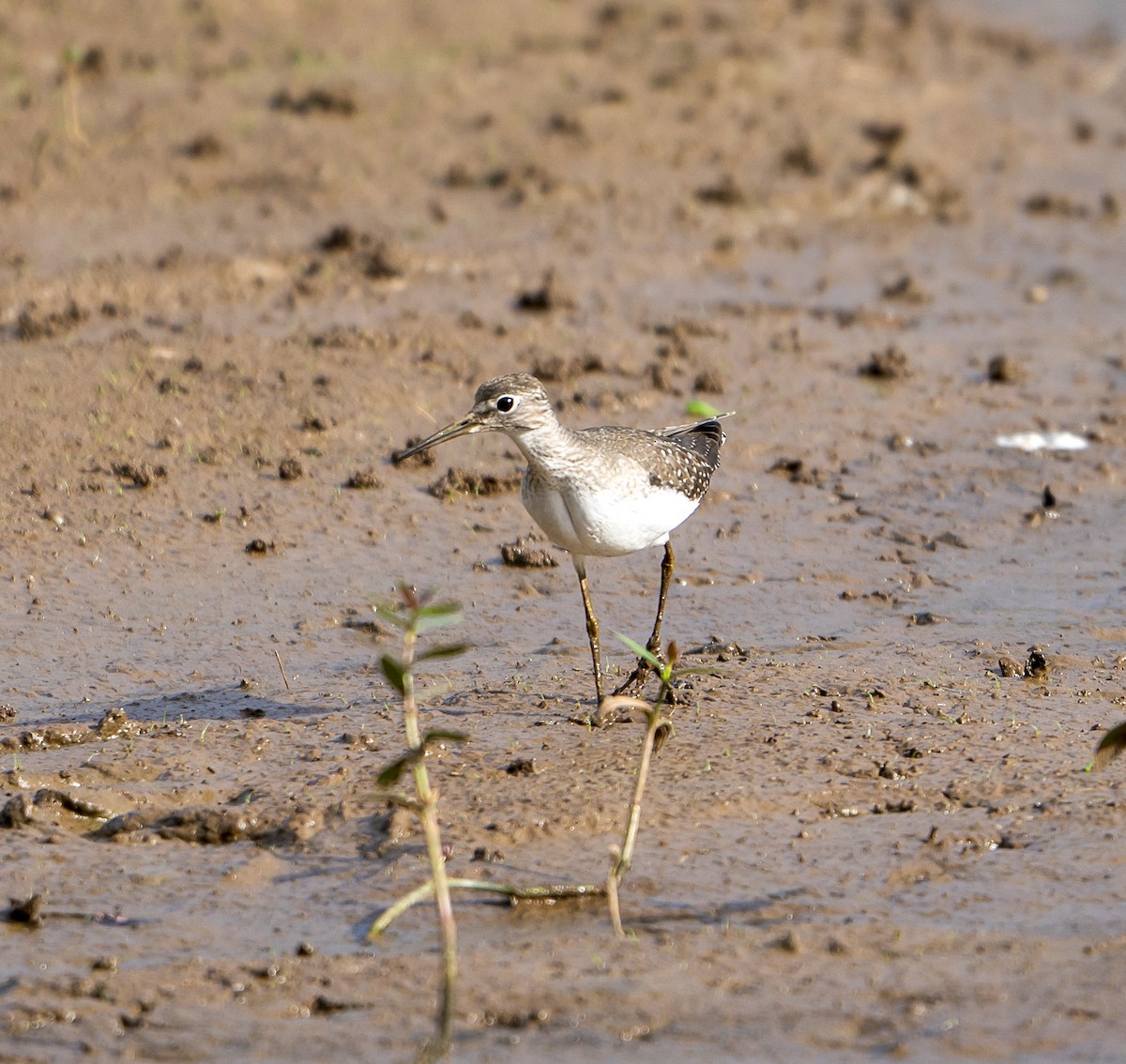 Solitary Sandpiper - ML623897448