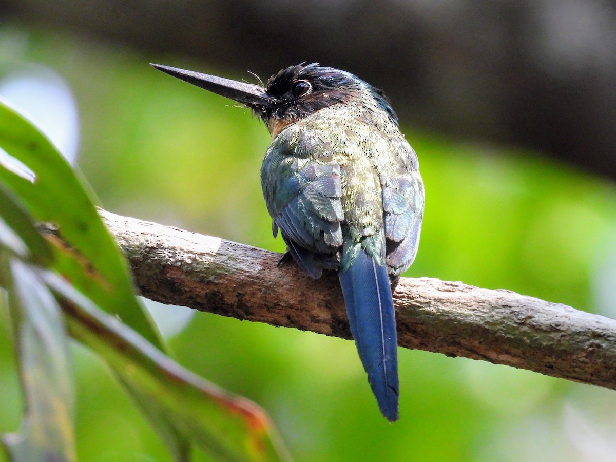 Bronzy Jacamar - ML623897451