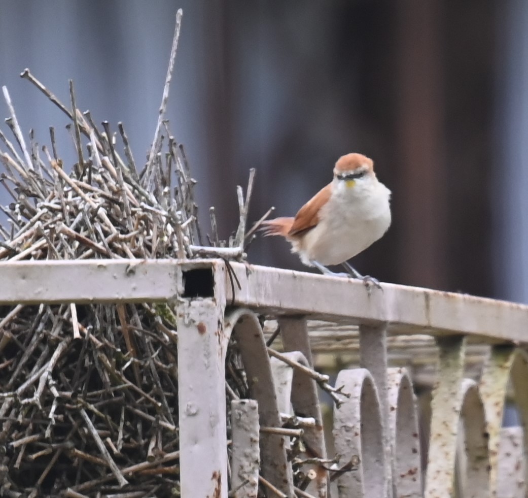 Yellow-chinned Spinetail - ML623897452