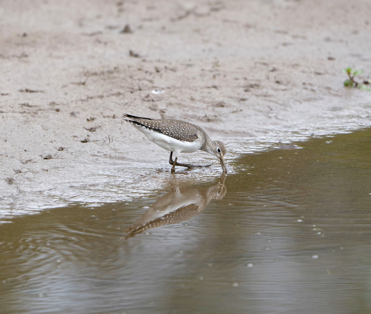 Solitary Sandpiper - ML623897453