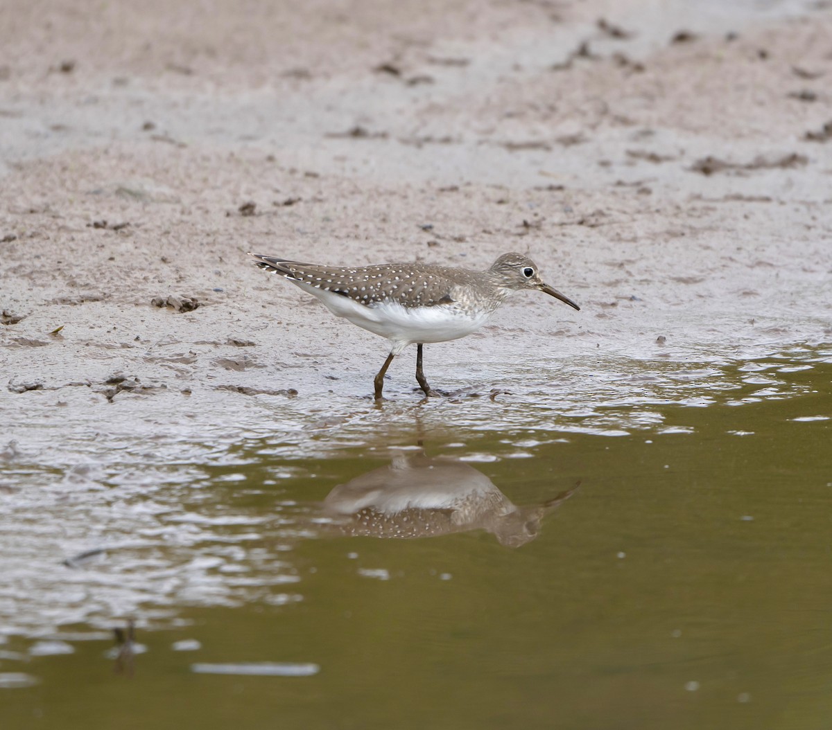 Solitary Sandpiper - ML623897470