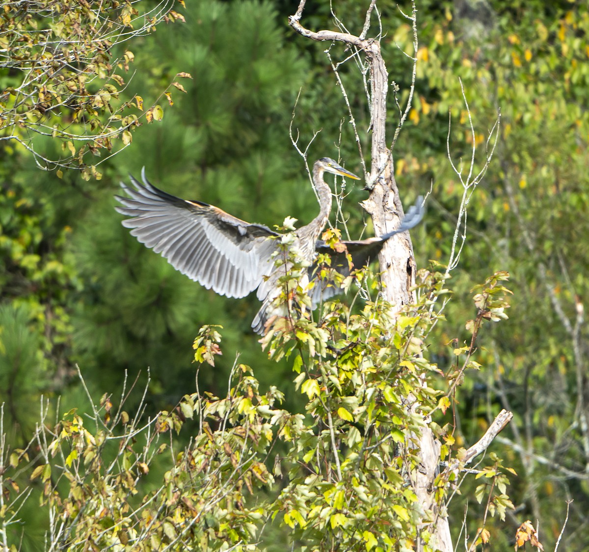 Great Blue Heron - ML623897481