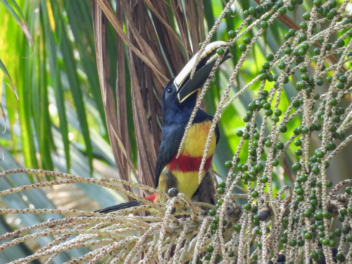 Black-necked Aracari - ML623897483