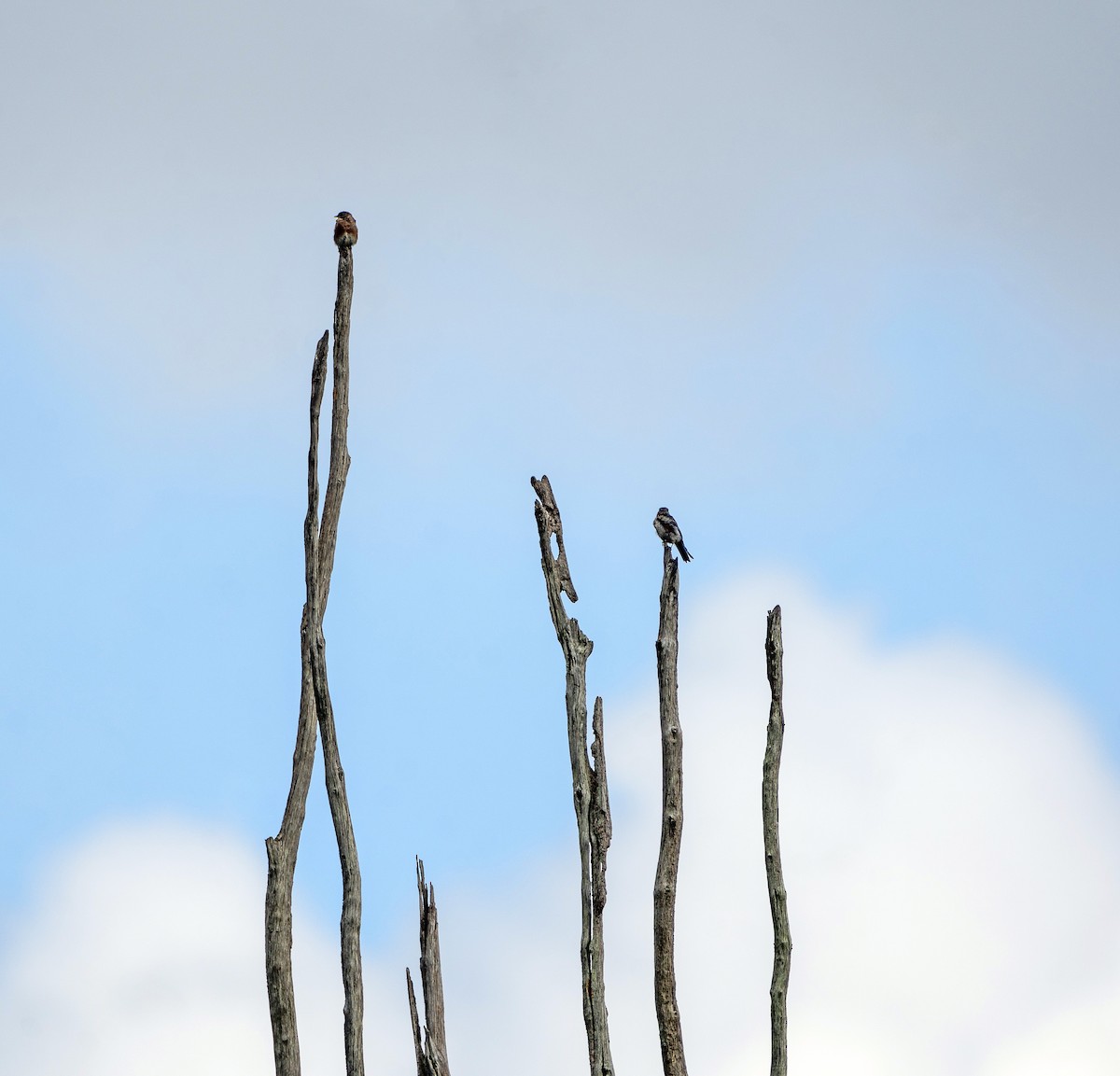 Eastern Bluebird - ML623897489