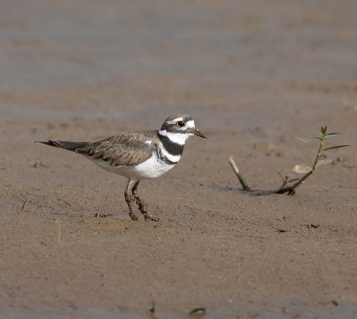 Killdeer - ML623897498