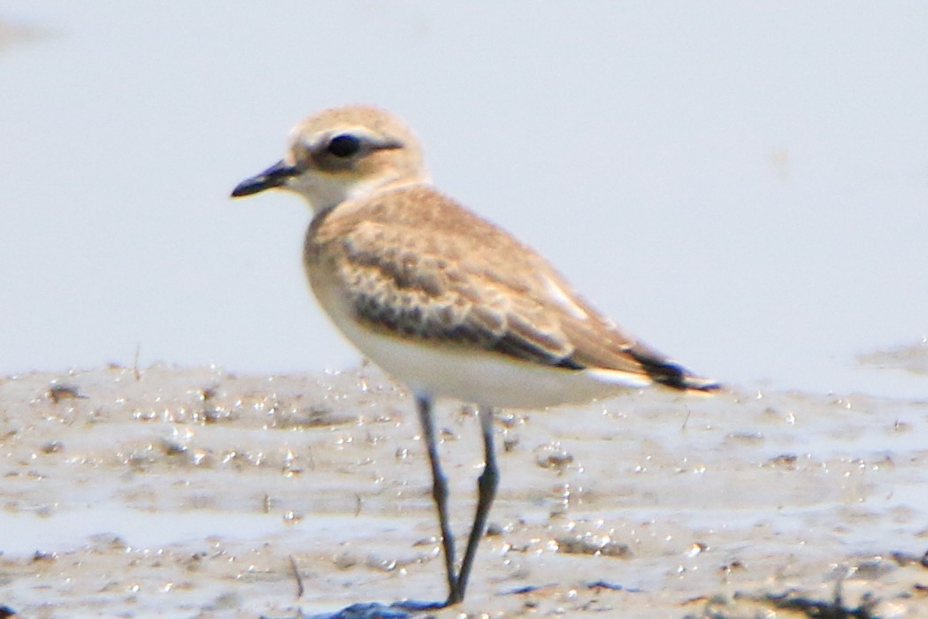 Tibetan Sand-Plover - ML623897499