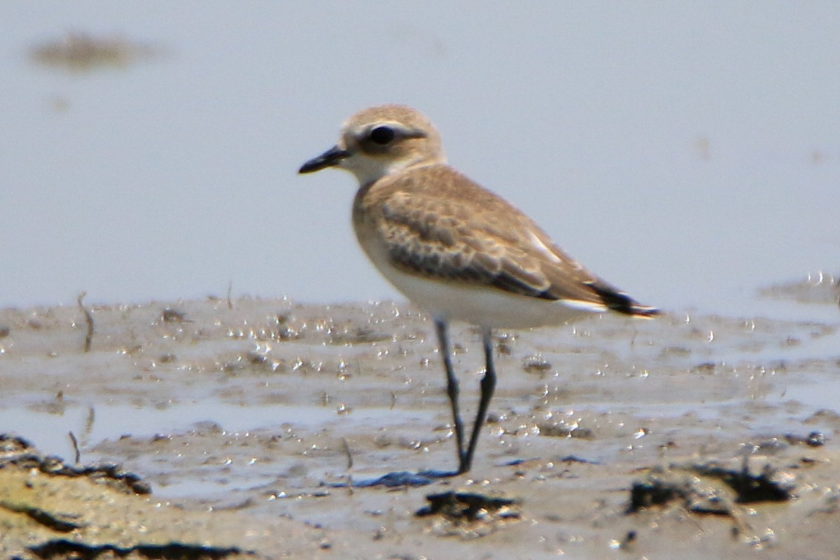 Tibetan Sand-Plover - ML623897500