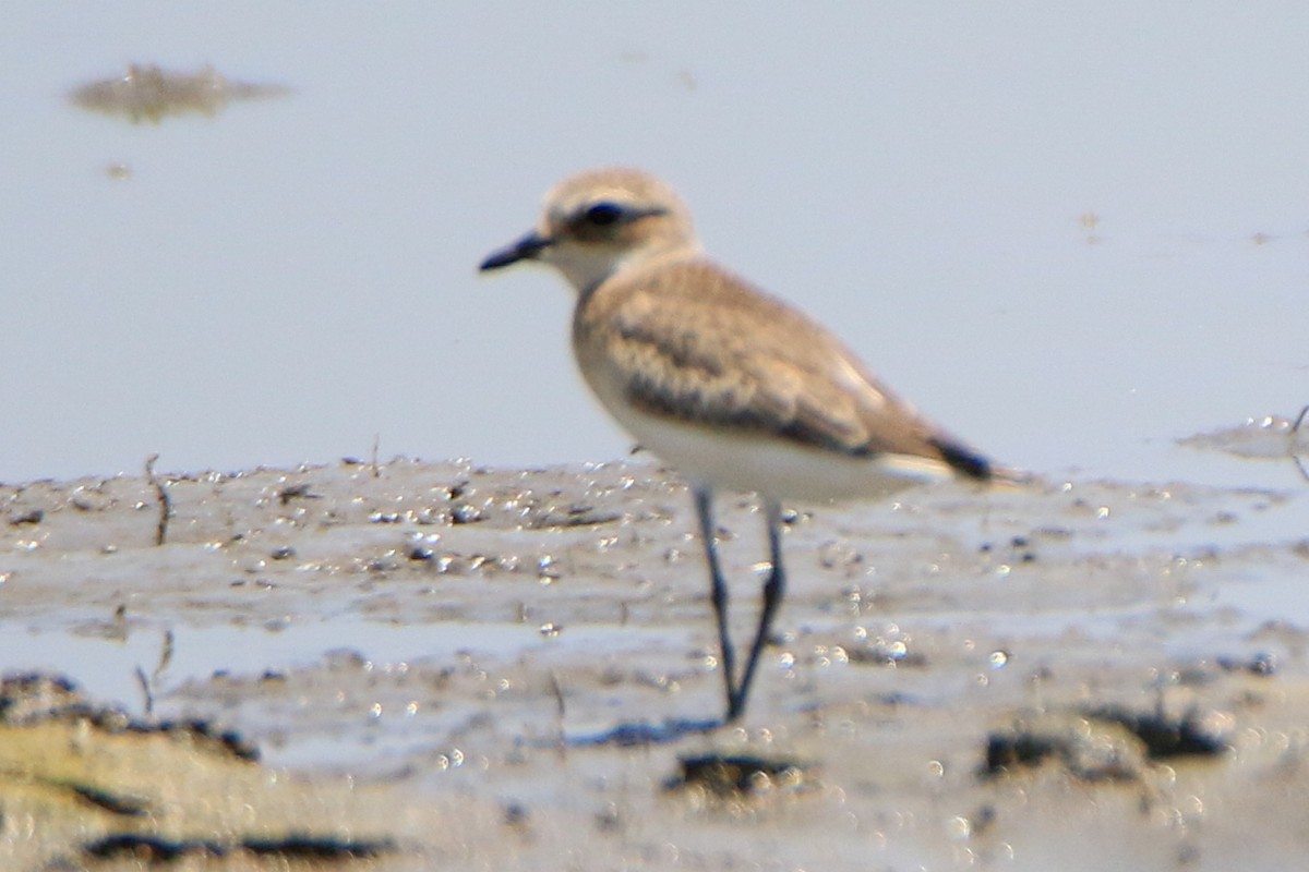 Tibetan Sand-Plover - ML623897501