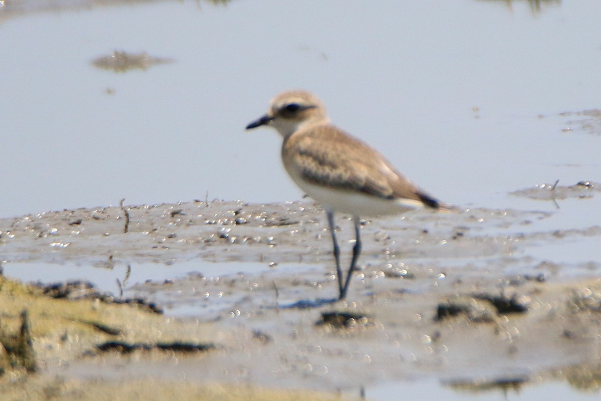 Tibetan Sand-Plover - ML623897502