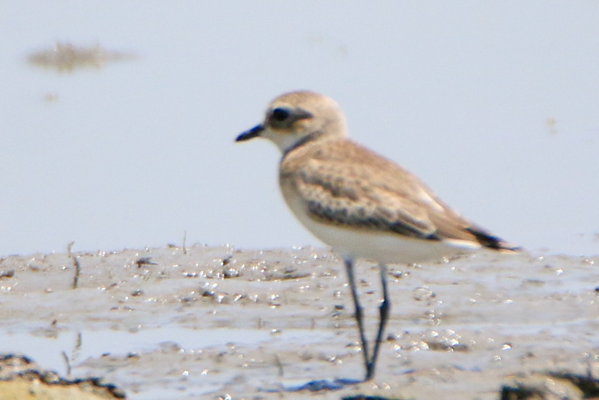 Tibetan Sand-Plover - ML623897503