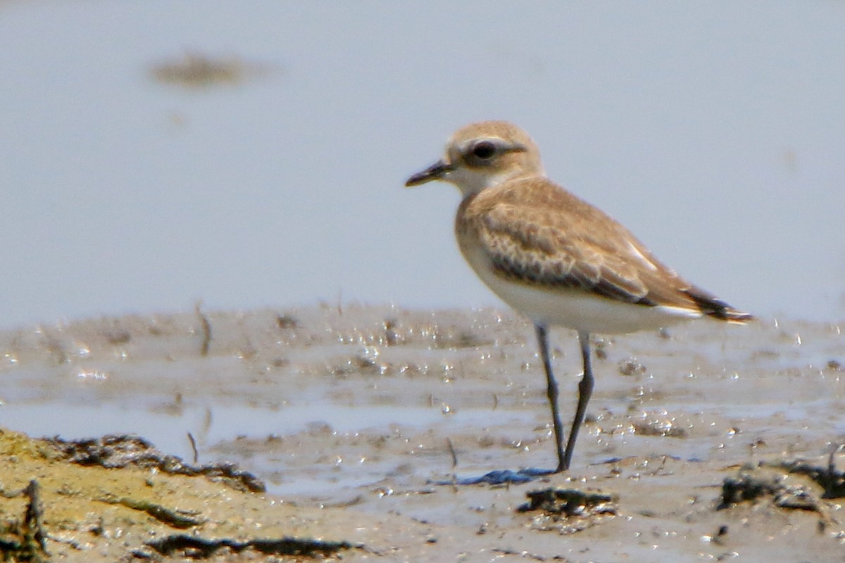 Tibetan Sand-Plover - ML623897504