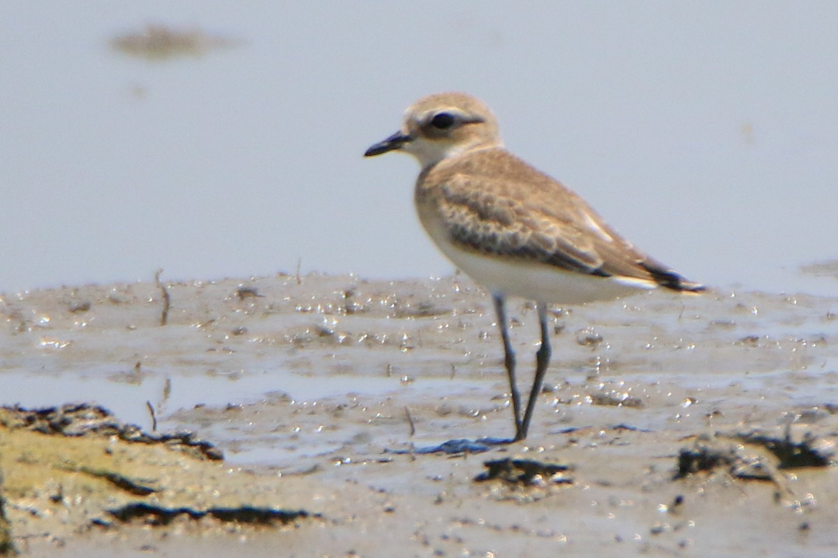 Tibetan Sand-Plover - ML623897505