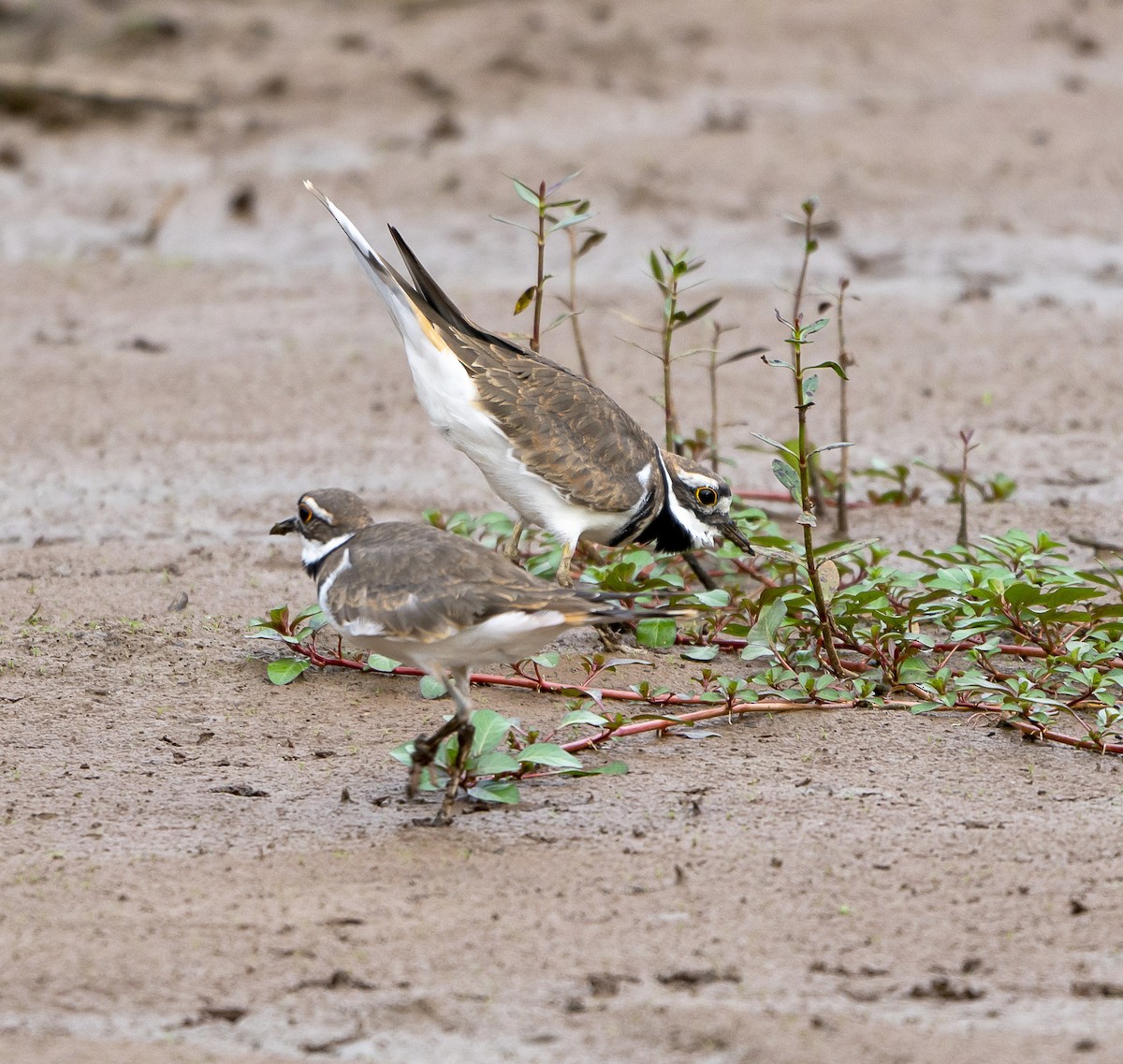 Killdeer - Shannon Byrne